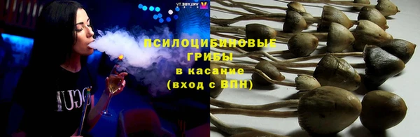 гашик Алексин