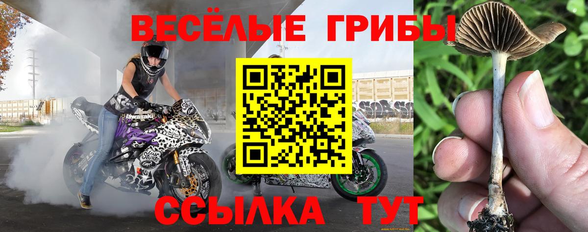 Псилоцибиновые грибы Psilocybe Лесосибирск